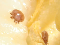 Tratamentul viermilor de albine Remedii naturale impotriva parazitilor intestinali